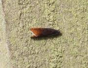 Attēlu rezultāti vaicājumam “Pammene rhediella”