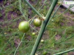 Attēlu rezultāti vaicājumam “Asparagus officinalis fruit”