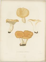 Attēlu rezultāti vaicājumam “Hydnum repandum”