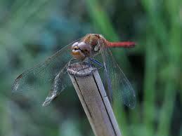 Attēlu rezultāti vaicājumam “Sympetrum sanguineum”
