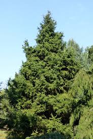 Attēlu rezultāti vaicājumam “Picea abies leaf”
