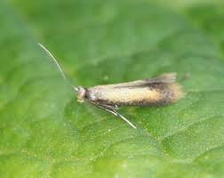 Attēlu rezultāti vaicājumam “Tischeriidae”