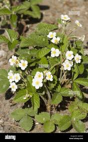 Attēlu rezultāti vaicājumam “Fragaria moschata flower”