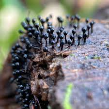 Attēlu rezultāti vaicājumam “Metatrichia floriformis macro”