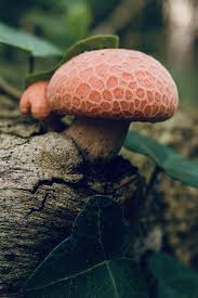 Attēlu rezultāti vaicājumam “Oxyrrhynchium hians var. rigidum macro”