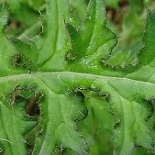 Attēlu rezultāti vaicājumam “Cirsium palustre fruit”