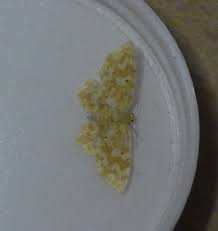 Attēlu rezultāti vaicājumam “Hydrelia flammeolaria”