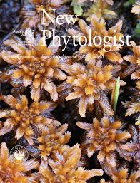 Attēlu rezultāti vaicājumam “Sphagnum angustifolium”