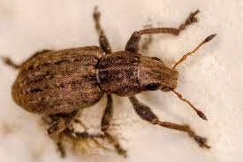 Attēlu rezultāti vaicājumam “Sitona sp.”