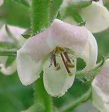 Attēlu rezultāti vaicājumam “Verbascum blattaria flower”