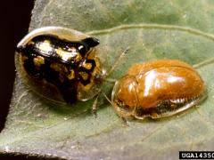 Attēlu rezultāti vaicājumam “Cribraria macrocarpa stalked”