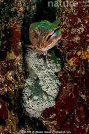 Image result for Ophiodon elongatus