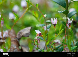 Attēlu rezultāti vaicājumam “Oxycoccus bud”