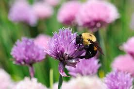 Attēlu rezultāti vaicājumam “Allium schoenoprasum”