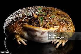 Image result for Ceratophrys ornata