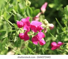 Attēlu rezultāti vaicājumam “Lathyrus tuberosus flower”