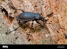 Attēlu rezultāti vaicājumam “Carabus hortensis”