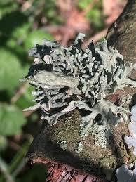 Attēlu rezultāti vaicājumam “Ramalina fastigiata”