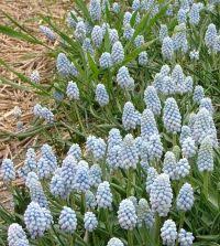 Attēlu rezultāti vaicājumam “Muscari neglectum”