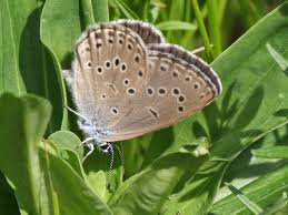 Attēlu rezultāti vaicājumam “Phengaris arion underside”