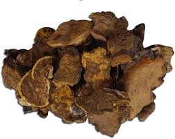 Attēlu rezultāti vaicājumam “Phellinus”