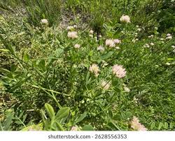 Attēlu rezultāti vaicājumam “Trifolium fragiferum flower”