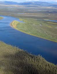 Attēlu rezultāti vaicājumam “Hamatocaulis lapponicus”