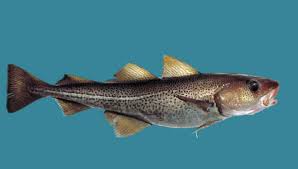 Image result for Gadus morhua