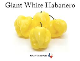 Afbeeldingsresultaat voor white habanero hot pepper