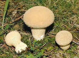 Attēlu rezultāti vaicājumam “Calvatia excipuliformis”