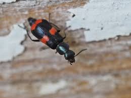 Attēlu rezultāti vaicājumam “Anthocomus fasciatus”