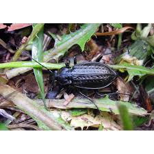 Attēlu rezultāti vaicājumam “Carabus granulatus”