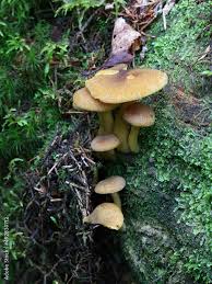 Attēlu rezultāti vaicājumam “Tricholomopsis decora”