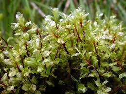 Attēlu rezultāti vaicājumam “Cinclidium stygium”