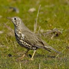 Attēlu rezultāti vaicājumam “Turdus viscivorus”