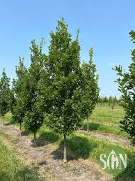 Attēlu rezultāti vaicājumam “Quercus robur”