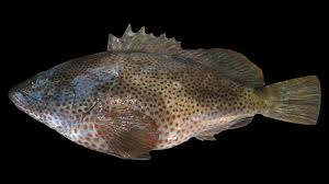 Image result for Epinephelus adscensionis