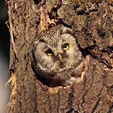 Attēlu rezultāti vaicājumam “Aegolius funereus adult”