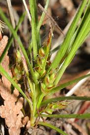 Attēlu rezultāti vaicājumam “Carex viridula fruit”