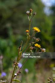 Attēlu rezultāti vaicājumam “Hieracium”