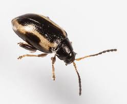 Attēlu rezultāti vaicājumam “Phyllotreta sp.”