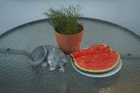 Attēlu rezultāti vaicājumam “Gypsophila muralis fruit”