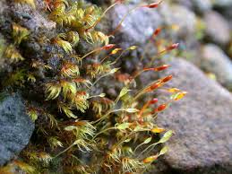 Attēlu rezultāti vaicājumam “Dicranella staphylina”