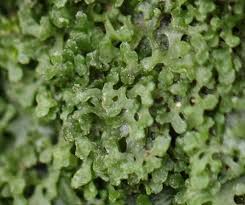 Attēlu rezultāti vaicājumam “Metzgeria violacea”