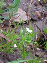 Attēlu rezultāti vaicājumam “Spergula arvensis”