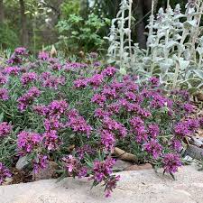 Attēlu rezultāti vaicājumam “Craterium aureum stalked”