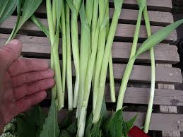 Attēlu rezultāti vaicājumam “Allium scorodoprasum leaf”