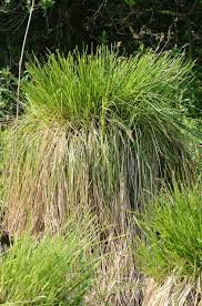 Attēlu rezultāti vaicājumam “Carex paniculata”
