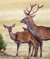 Attēlu rezultāti vaicājumam “Cervus elaphus”