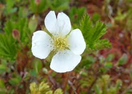Attēlu rezultāti vaicājumam “Rubus chamaemorus flower”